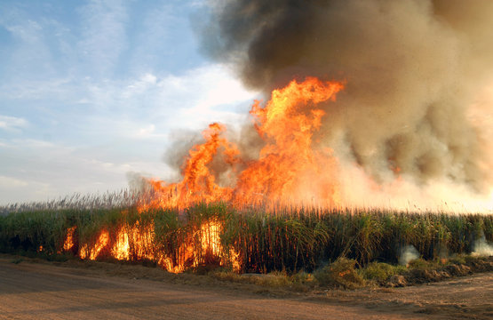 Feu dans une plantation de canne &agrave; sucre, Saint louis, S&eacute;n&eacute;gal