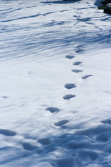 traces of people on the snow