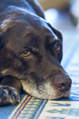 Senior Chocolate Labrador Weimaraner Cross Breed laying on a rug