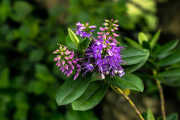 flor morada