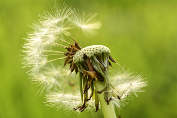 A dandelion (Taraxacum) seed head with missing seeds blown by the wind