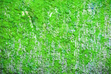 Background and wallpaper or texture green wall.