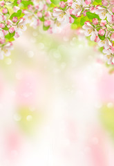 Fototapeta premium Wiosna kwiaty Jabłoń kwitnie tło natury