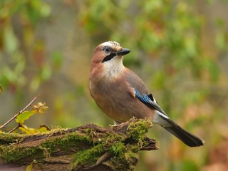 The Eurasian jay  (Garrulus glandarius) sitting on a wood