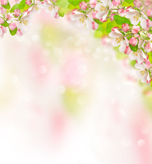 Naklejka na ściany i meble Apple tree blossoms blurred nature background Spring flowers