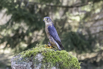 American kestrel