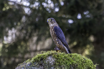 American kestrel
