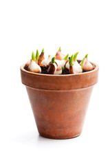 Tulip  bulbs with sprouts in clay plant pot isolated on white