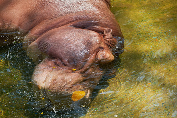 hippo or hippo potamus lie down and close eye in the water look happy and relex ,cool, in sunny day
