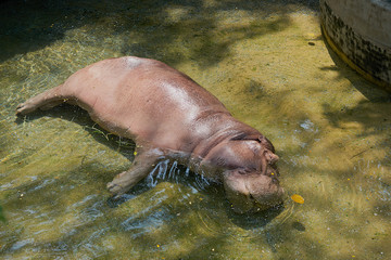 brown fat hippo lie down in pond on sunny day as leisure in zoo pond