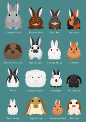 Naklejka premium rabbits breeds chart