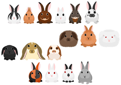 rabbits border set