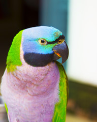 Topless parrot pet closeup