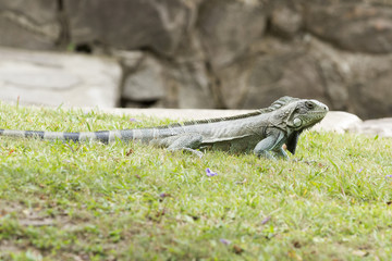 Iguana in Canaima National Park.