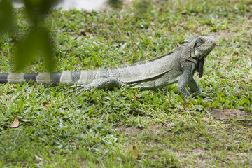 Iguana in Canaima National Park.