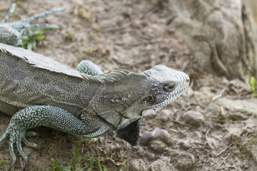 Iguana in Canaima National Park.