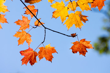 Colorful Maple Leaves Hanging on Branch Against Blue Sky