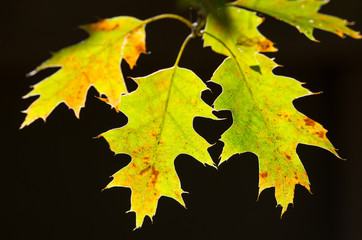 Naklejka na ściany i meble Yellow Back Lit Oak Leaves Hanging on Twig