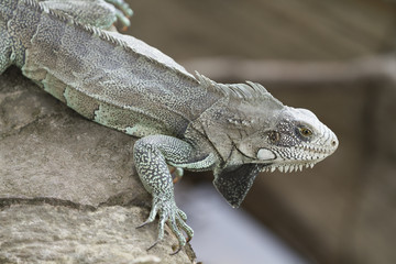 Iguana in Canaima National Park.