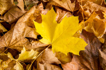Bright Yellow Maple Leaf