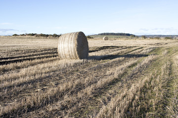Bales of Hay in Field in front of Blue Sky
