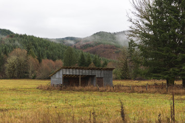 Storage Building in Lush Forest Area