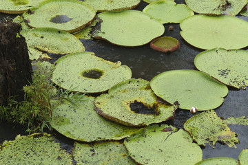 Vitoria Regia in Manaus Brazil.
