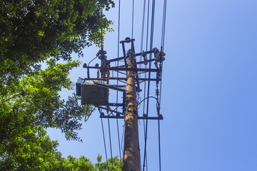 Under the sky, trees near the poles
