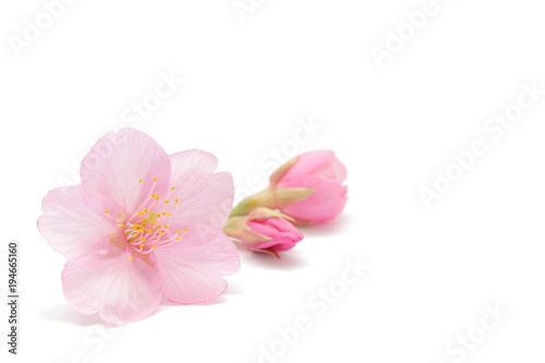 桜 花 春 背景 Wall Mural Wallpaper Murals Wallsheaven Naoki Kim