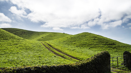greeny © Marcin