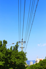 Under the sky, trees near the poles
