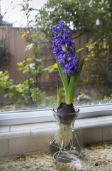 Blooming hyacinth with view thouth rainy window.