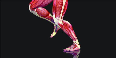 Human Body Anatomy Illustration With Visible Muscles and Tendons