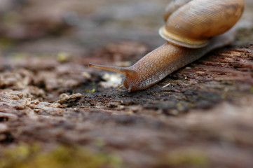 Small Crawl