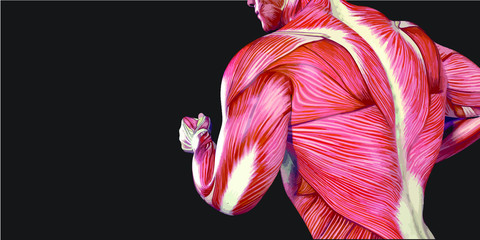 Human Body Anatomy Illustration With Visible Muscles and Tendons
