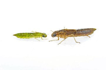 Dragonfly larvae isolated in the white