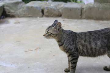 A stray tabby cat outdoors