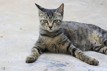 A stray tabby cat outdoors