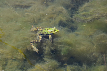 Green frog swimming in water with algae.