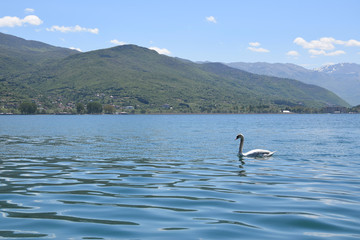 Swan swimming in ohrid lake, Macedonia.