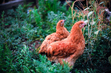 Meat-egg breed of chickens Orpington grazing outdoors in a green farm field. This large domestic bird with outstanding performance for private farms.