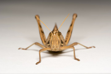 grasshopper