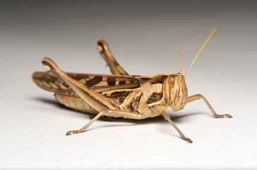 grasshopper