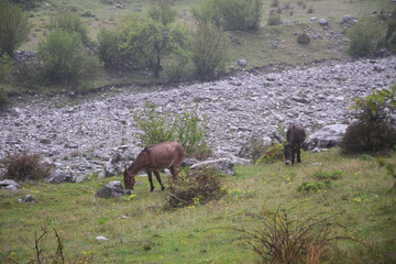 Grazing donkeys near SH21 road. 