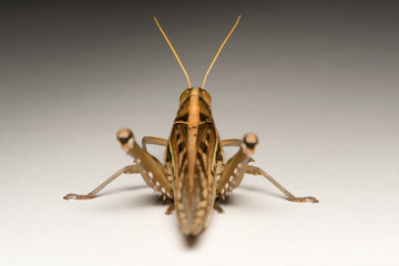 grasshopper