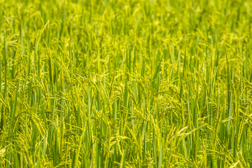 Rice field in north of Thailand