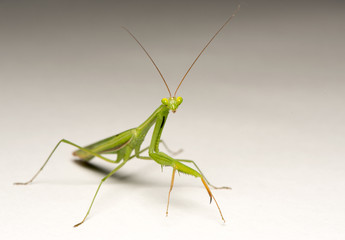 grasshopper