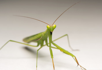 grasshopper