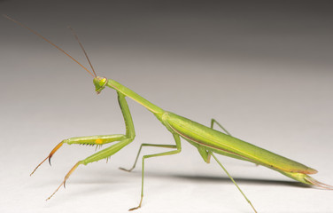 grasshopper