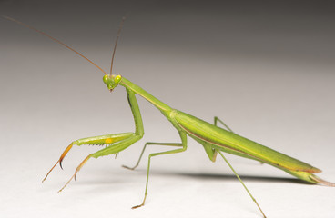 grasshopper